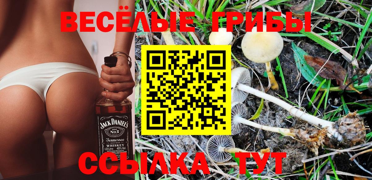 Галлюциногенные грибы Psilocybine cubensis  Псилоцибиновые грибы мицелий  Карталы 